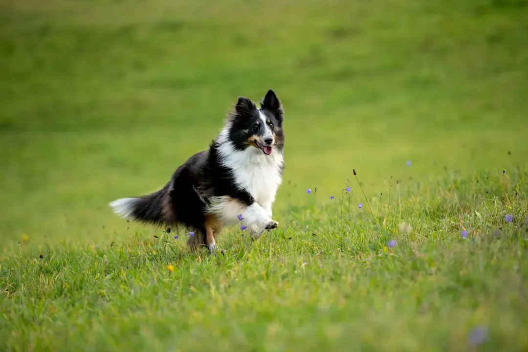 #2 - Reorganizing Your Entire Schedule Around Zoomies (Image Credits: Unsplash)