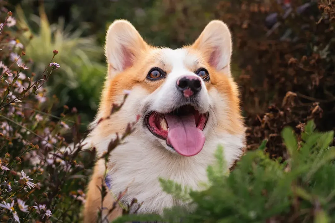 Understanding Why These Breeds Burn Owners Out (Image Credits: Unsplash)