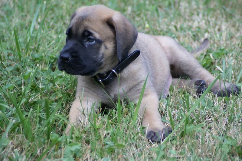 Mastiff (Image Credits: Wikimedia)