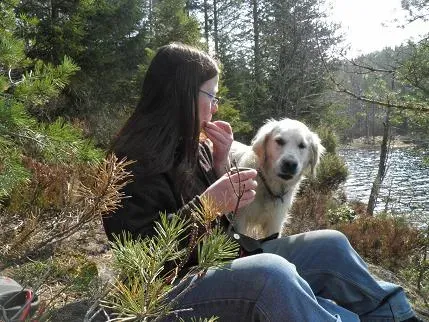 3. Golden Retriever (Image Credits: Wikimedia)