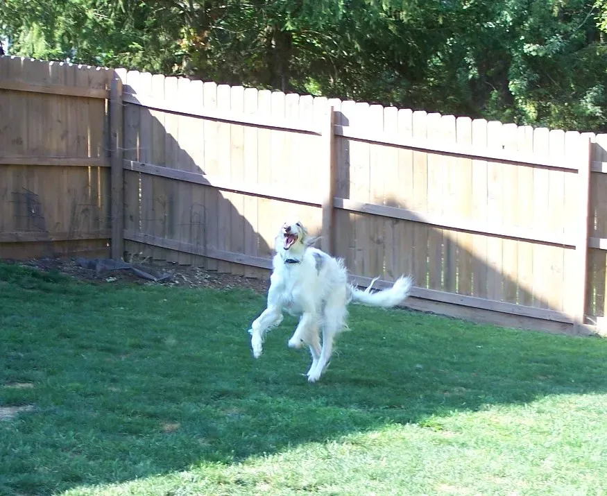 Why It Happens: The Most Common Triggers You Should Know (Ferlinka Borzoi (Deb West), Flickr, CC BY 2.0)