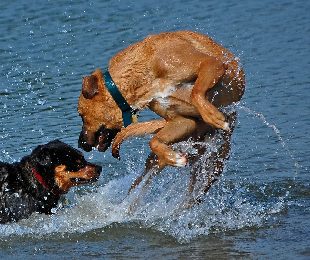Why Some Dogs Swim and Others Sink: The Science Behind It (Image Credits: Flickr)