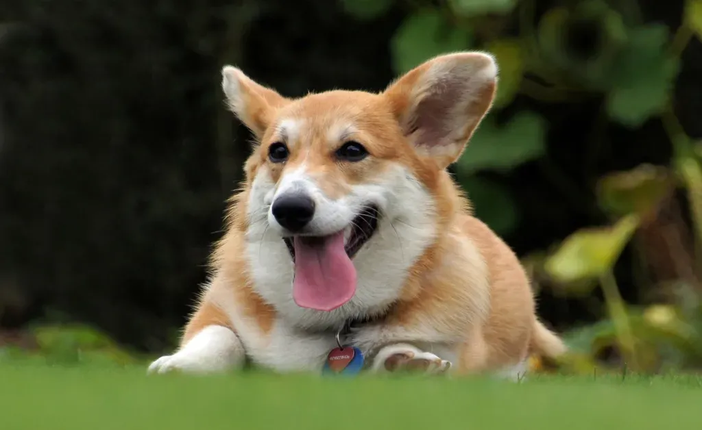 #6. Pembroke Welsh Corgi - The Spirited but Manageable Companion (Image Credits: Rawpixel)
