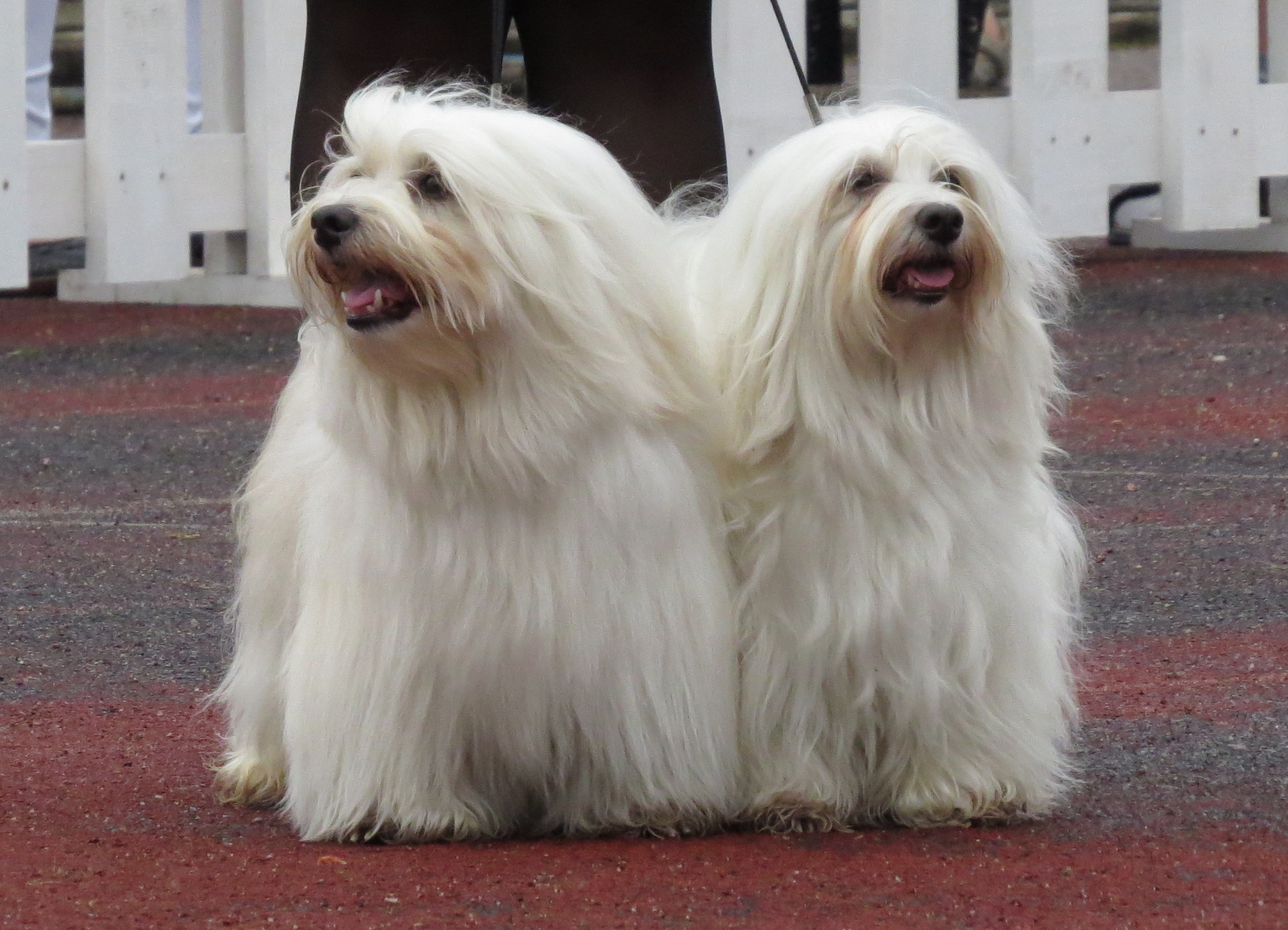 Havanese: The Cuban Velcro Dog (Image Credits: Wikimedia)