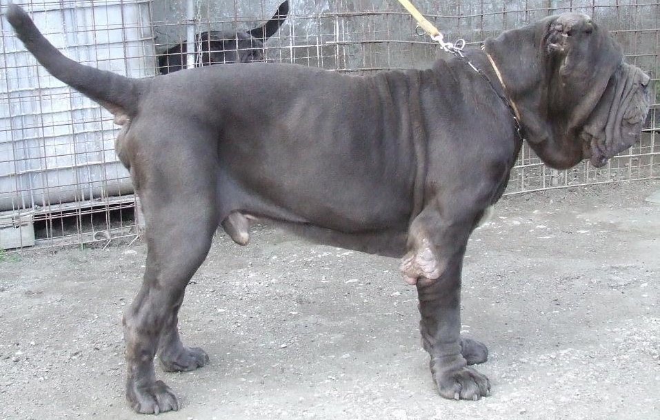 You Notice Joint Calluses or Physical Signs of Pressure (Image Credits: Wikimedia)