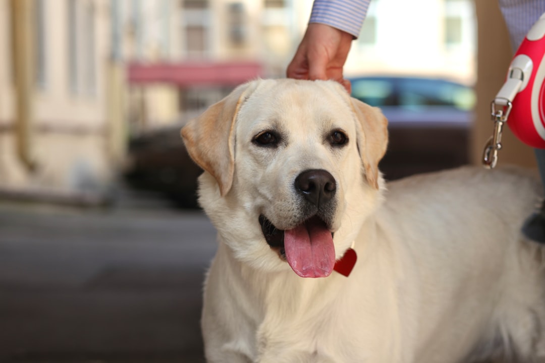 The Labrador Retriever: The Enthusiastic Student (Image Credits: Unsplash)