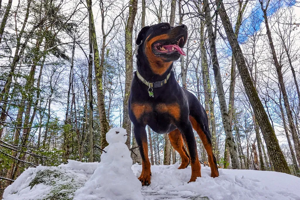 Sagittarius: The Free-Spirited Explorer (Image Credits: Flickr)