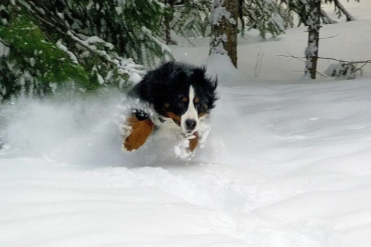 8. Bernese Mountain Dog: The Family-Friendly Snow Dog (Image Credits: Pixabay)