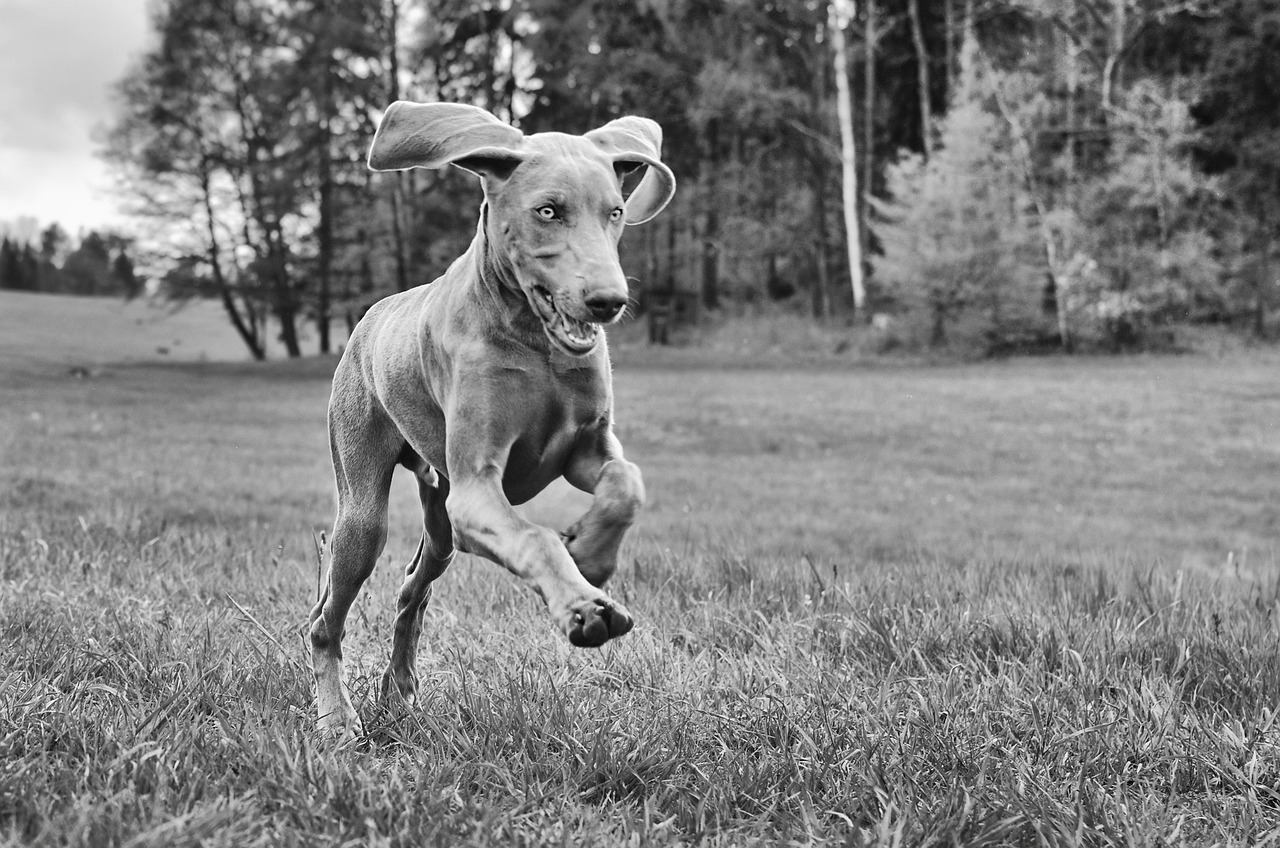 Weimaraner - The Silver Shadow Adventurer (Image Credits: Pixabay)