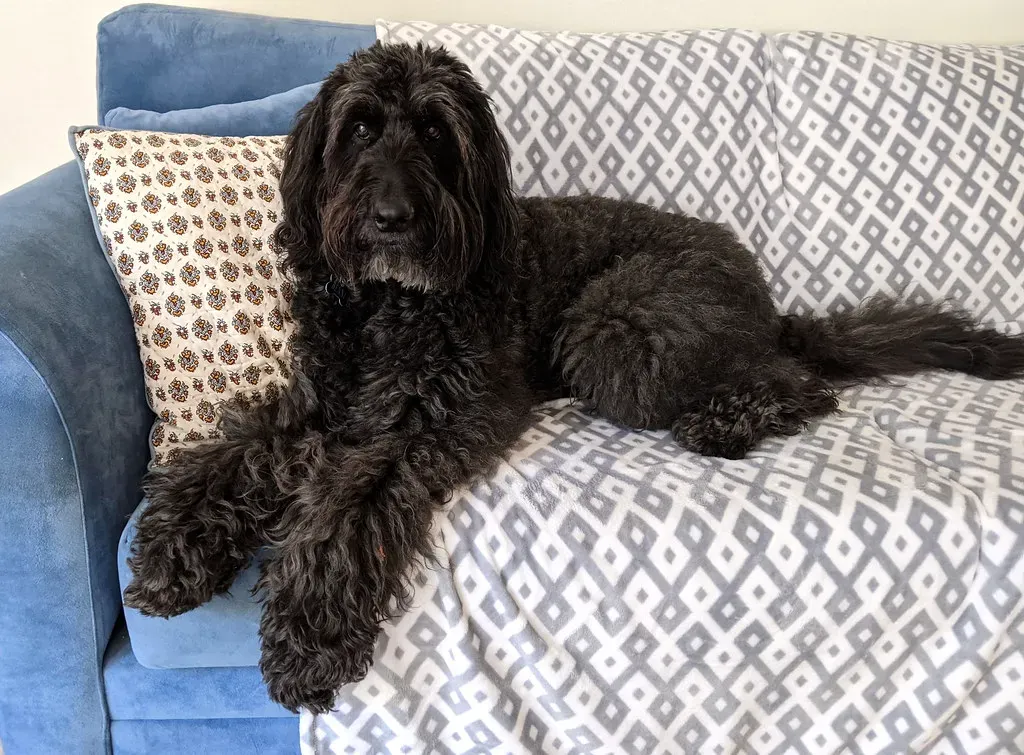 Large Black Dogs (Image Credits: Flickr)