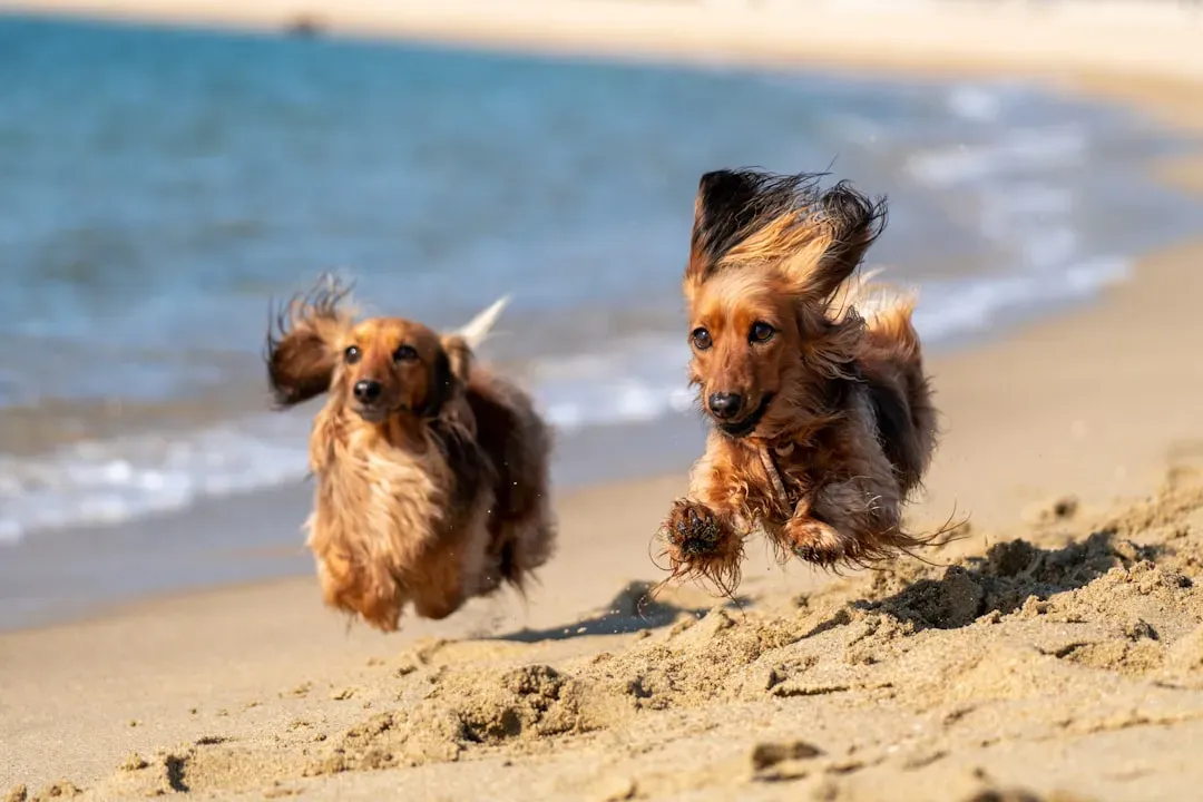 Conclusion: Know Your Dog Before You Hit the Sand (Image Credits: Unsplash)