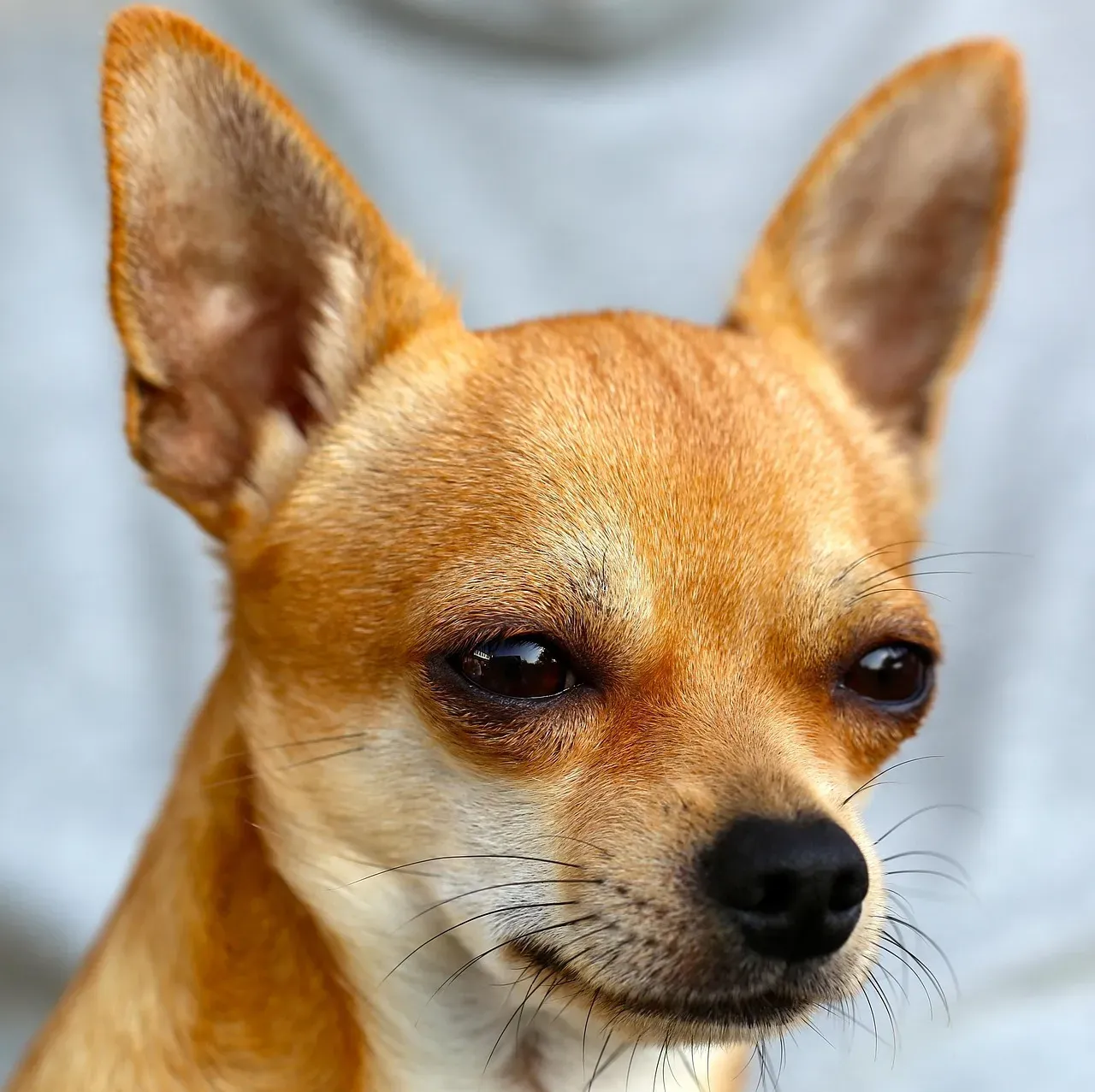 Chihuahua: The Tiny Tyrant With a Napoleon Complex (Image Credits: Pixabay)