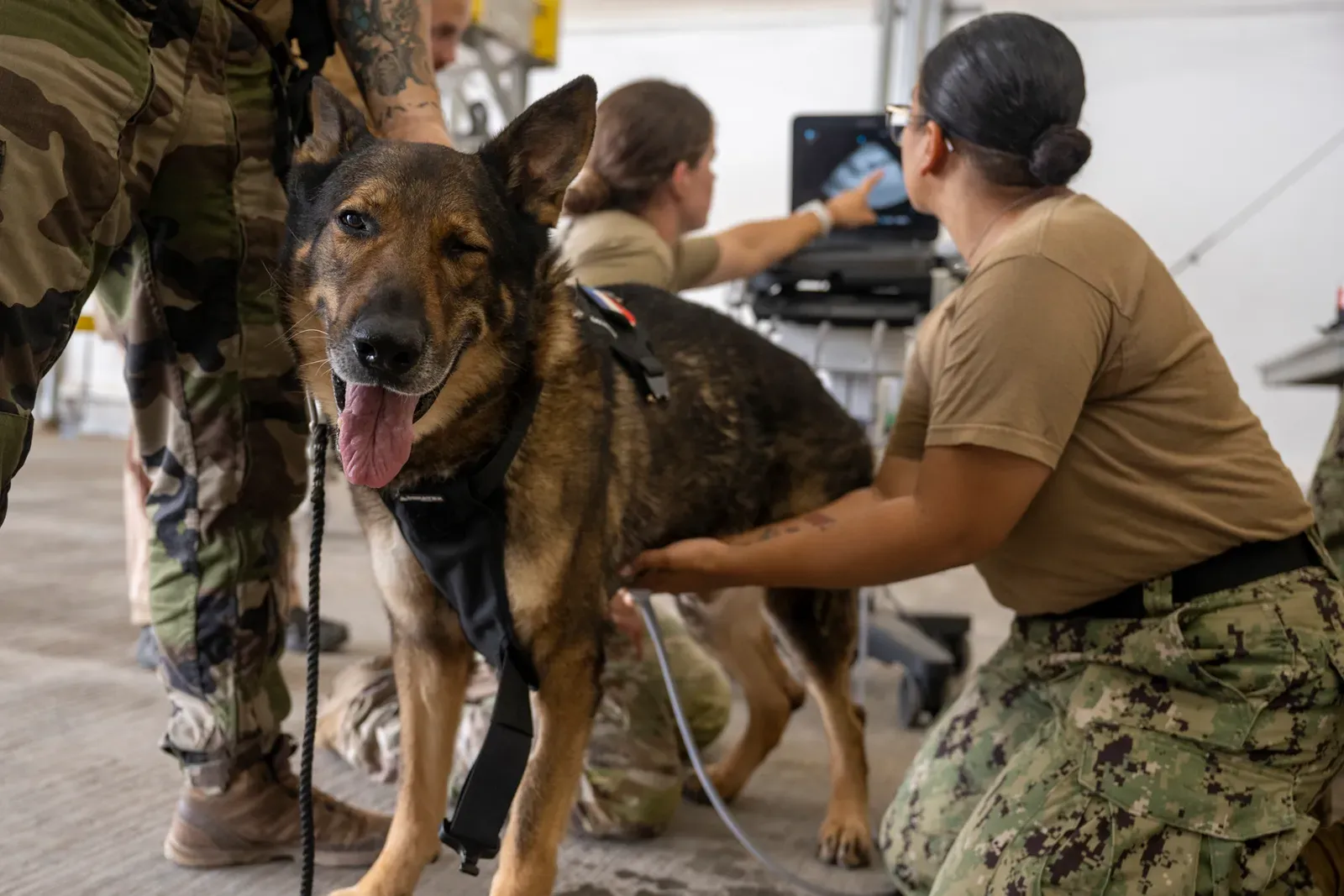 Support Their Joints Proactively, Not Reactively (Image Credits: Wikimedia)