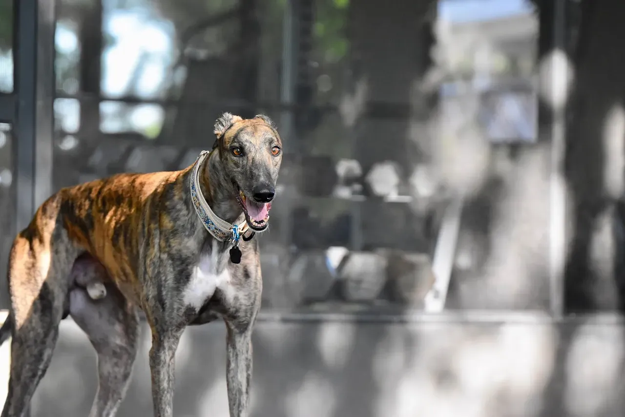 Greyhound (Image Credits: Pixabay)