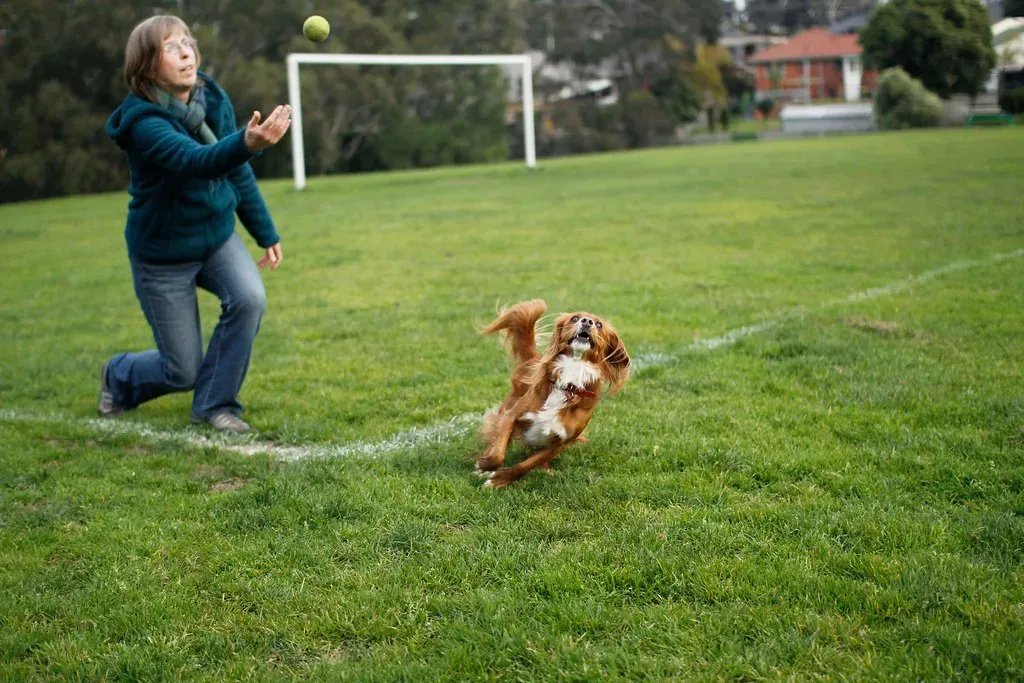 5. Quality Playtime and Mental Stimulation (Image Credits: Flickr)