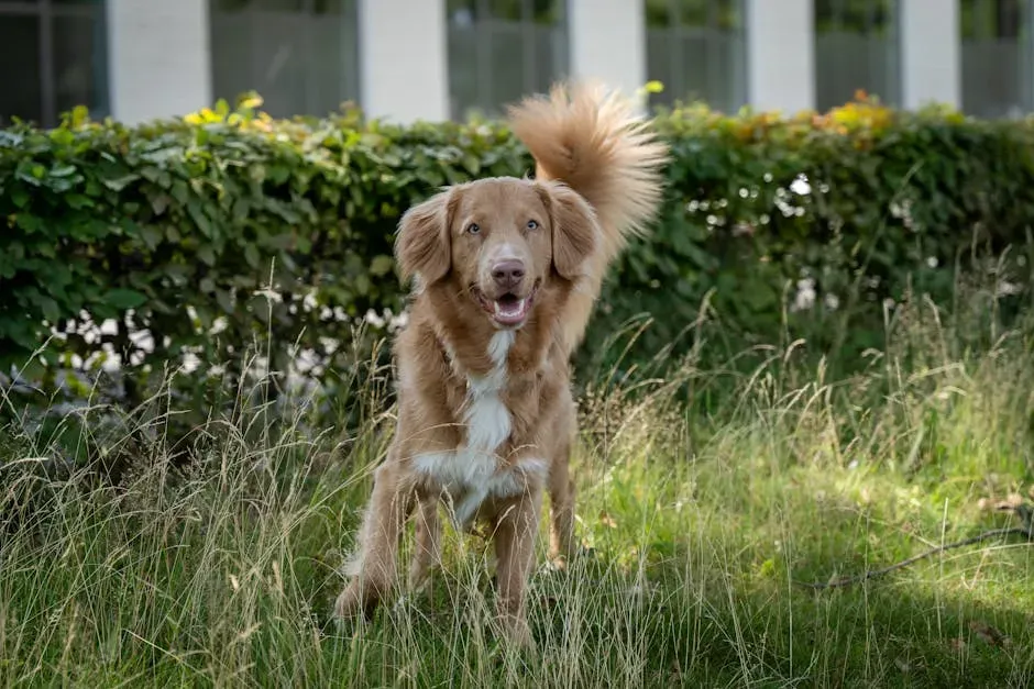 Conclusion: The Wag That Says Everything (Image Credits: Pexels)