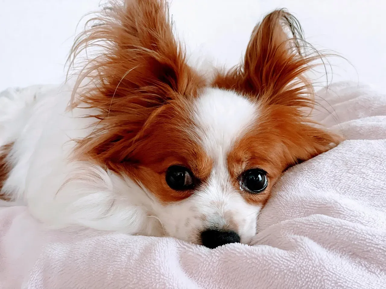 1. Soft Eye Contact: The Silent Heart-to-Heart (Image Credits: Pixabay)