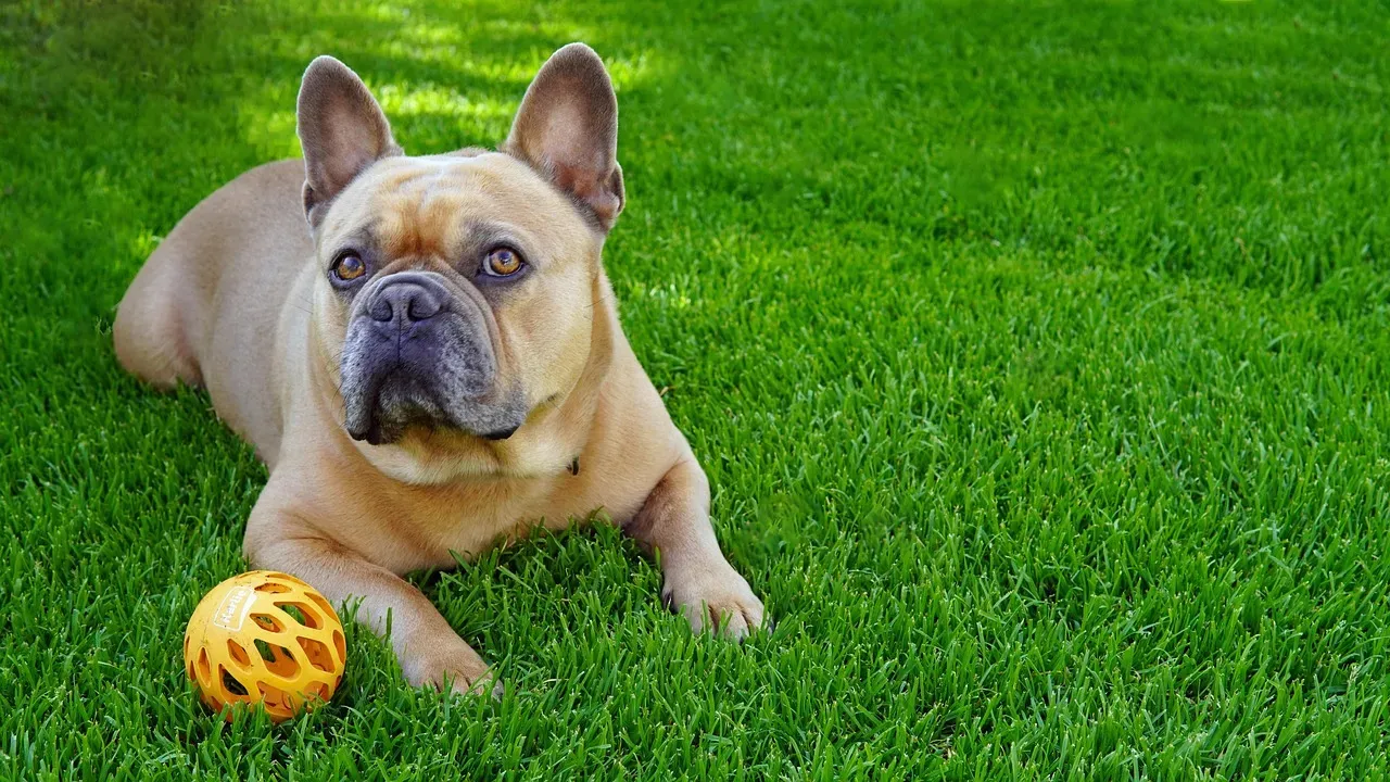 French Bulldog: Short Bursts, Lots of Relaxing (Image Credits: Pixabay)