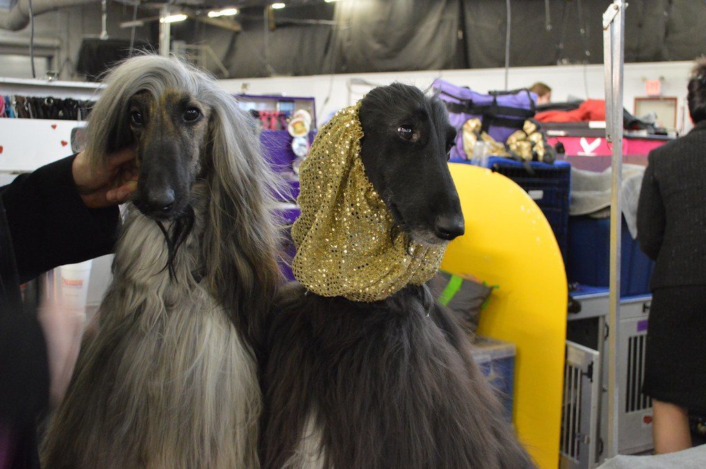 Afghan Hound (Image Credits: Flickr)