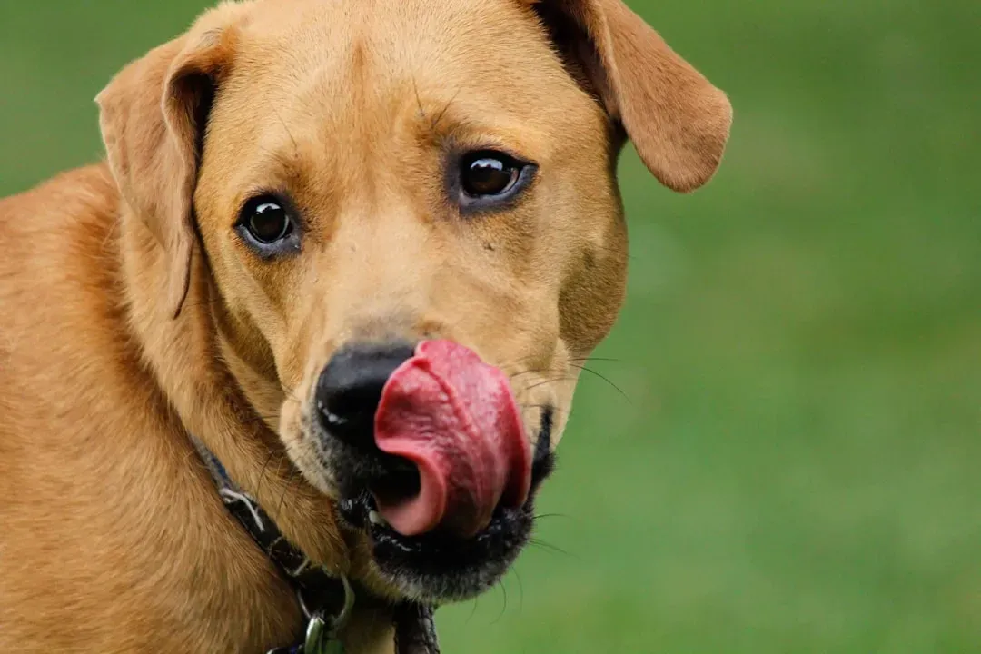 7. They're Lip Licking, Yawning, or Panting Without Obvious Reason (Image Credits: Unsplash)