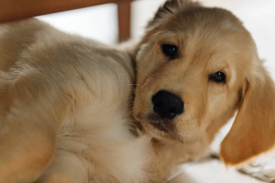 The Eyes Have It: Reading Your Dog's Gaze (Image Credits: Unsplash)