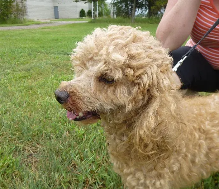 Poodle: The Elegant Empath (Image Credits: Flickr)