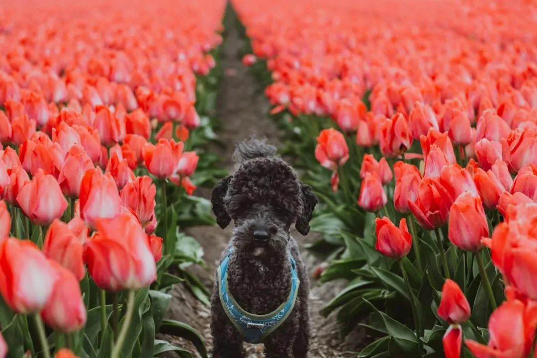 8. Tulips and Hyacinths: Colorful Bulbs That Bite Back (Image Credits: Unsplash)