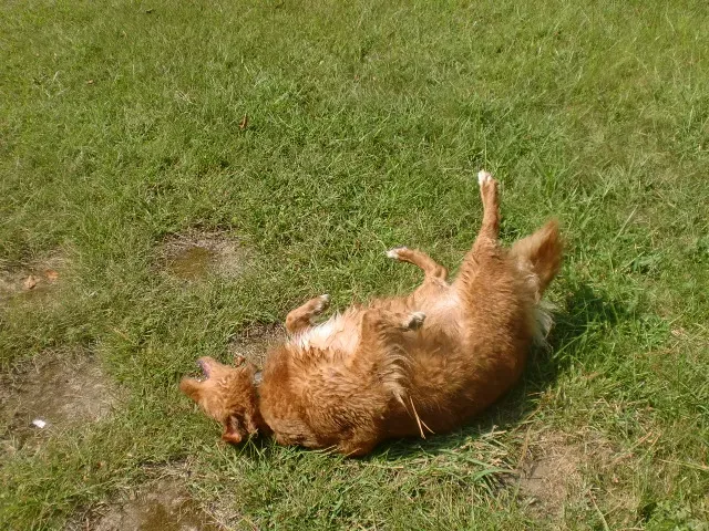 Rolling Over to Expose Their Belly (By Allie Hajjar, CC BY-SA 3.0)