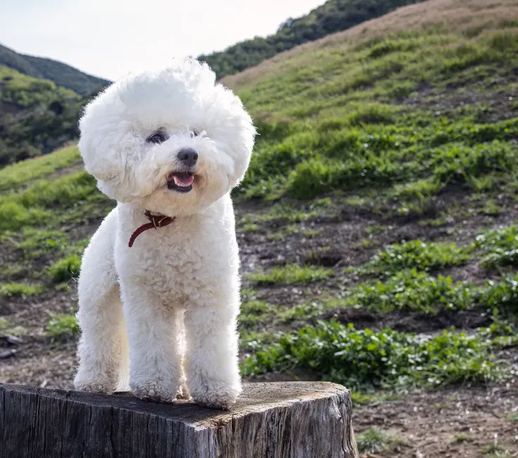 14. Bichon Frise (Image Credits: Pexels)