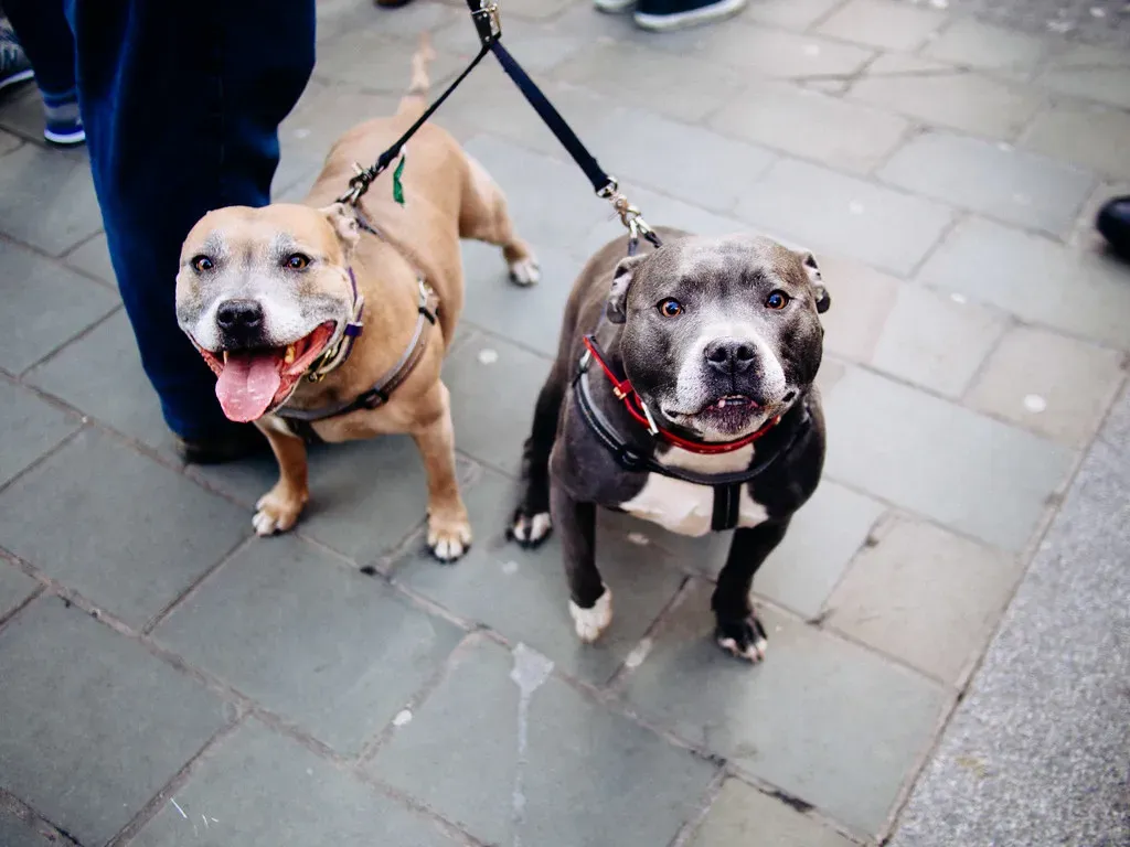 7. They Encourage Physical Activity and Social Connection (R4vi, Flickr, CC BY-SA 2.0)