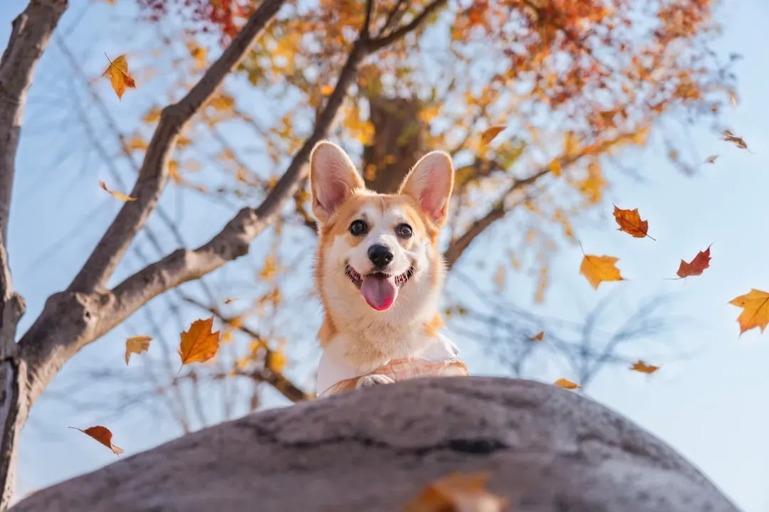 Recognizing Your Dog's Birth Month Personality Patterns (Image Credits: Unsplash)