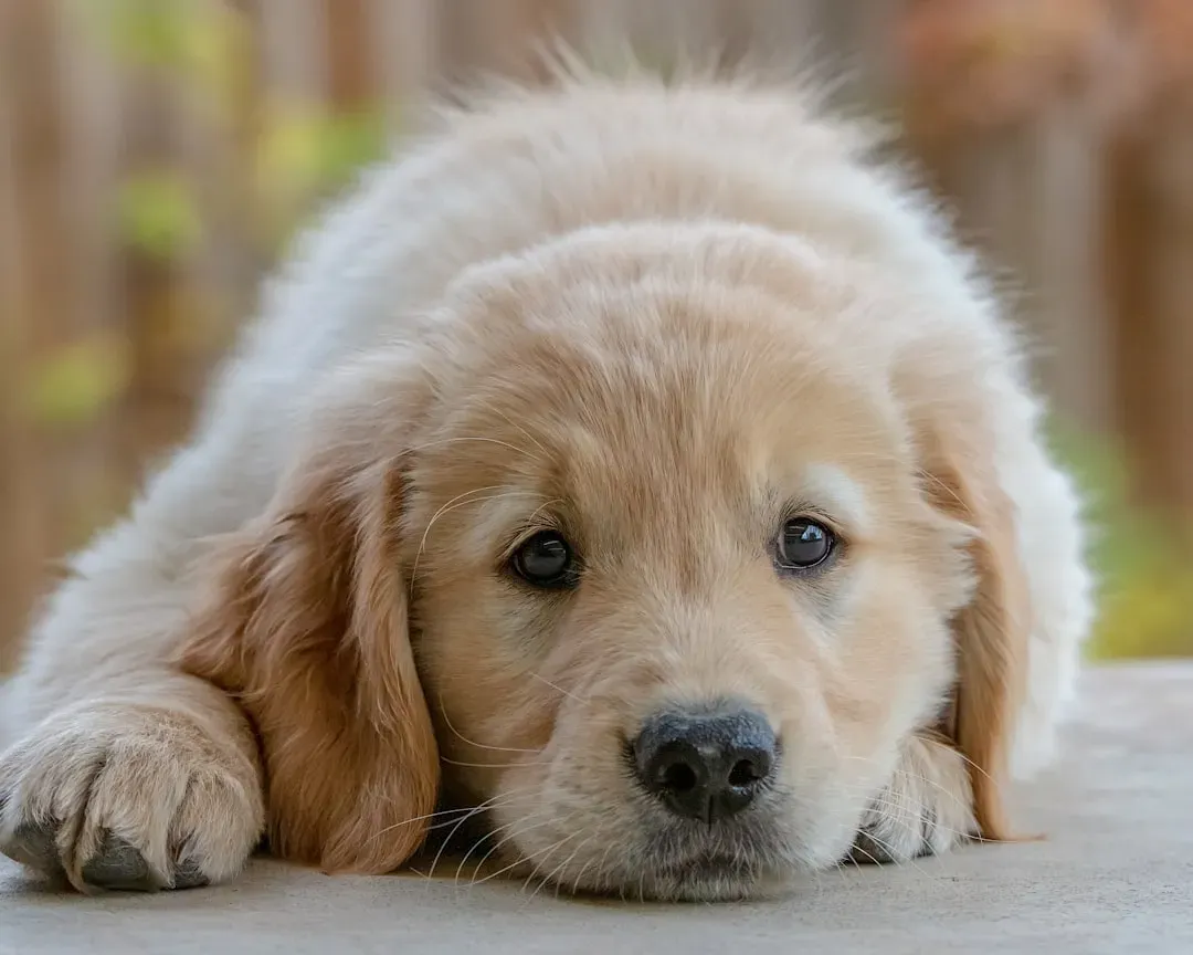 #3 - Cancelling Plans Because "The Dog Looks Sad" (Image Credits: Unsplash)