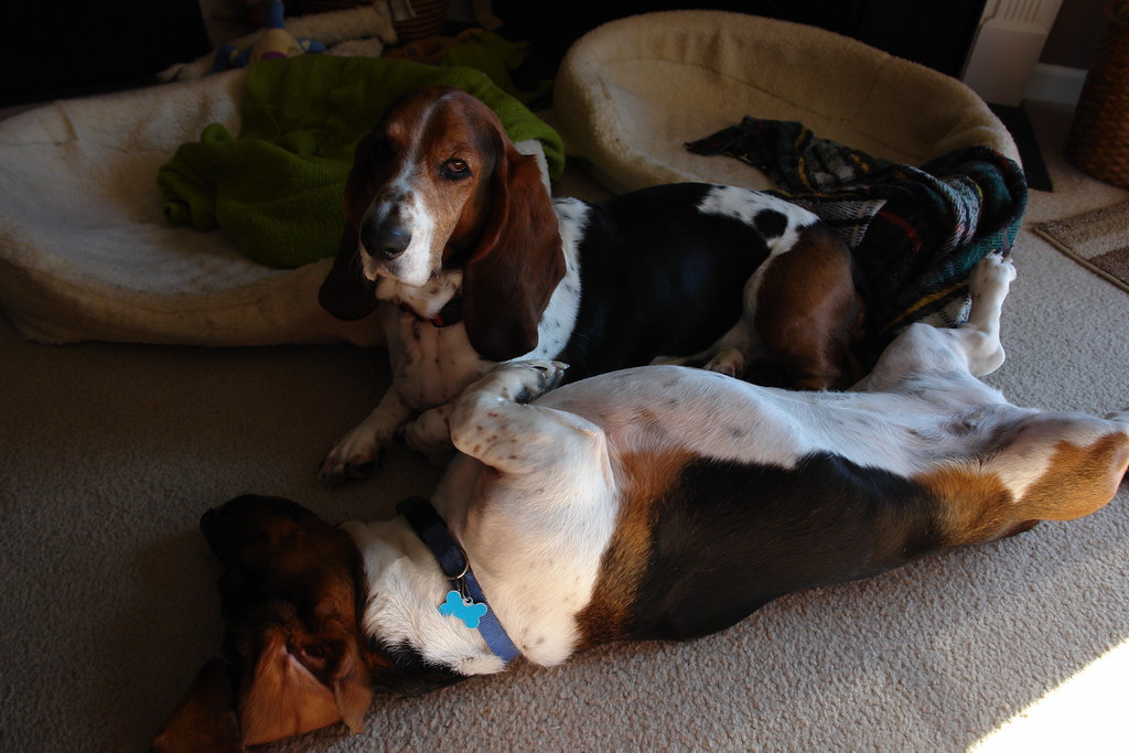 Basset Hound - Too Laid-Back for Your Lifestyle (Image Credits: Flickr)