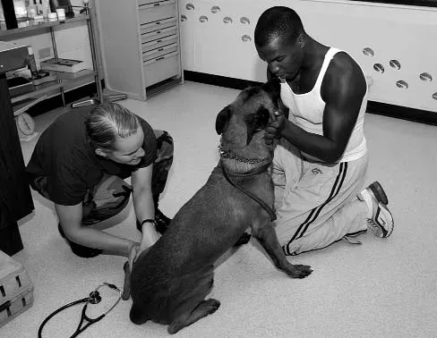The Subtle Art of Canine Apologies (By Staff Sgt. Stephen E. Lewald, Public domain)