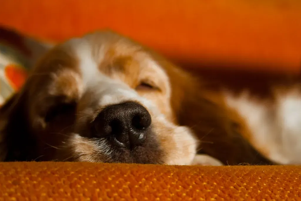 The Deep Sigh After Settling (Image Credits: Flickr)