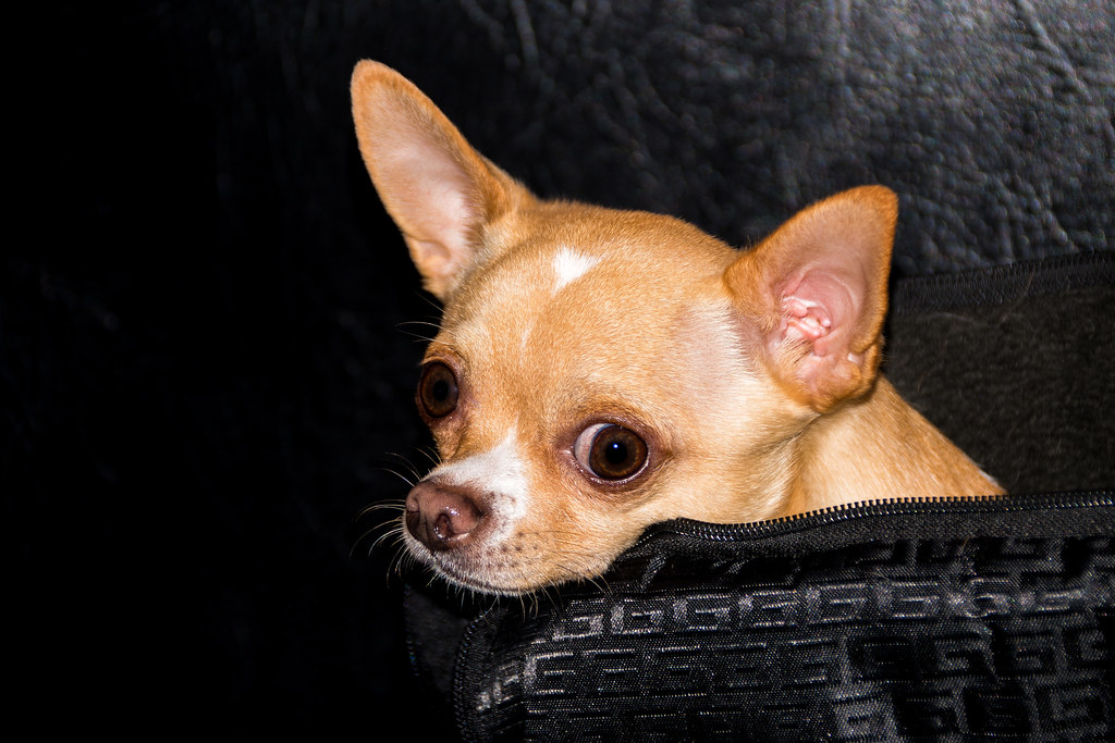 Why Traditional Punishment Fails: The Science Behind Fear-Based Training (Image Credits: Flickr)