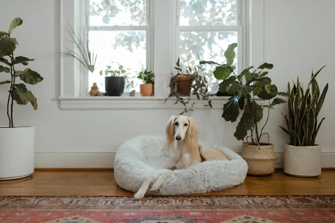 Finding Your Perfect Apartment Companion (Image Credits: Unsplash)