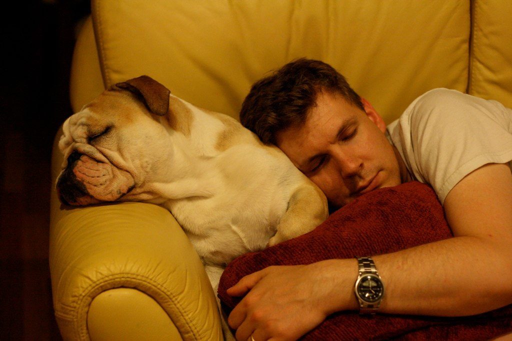 9. Bulldog: The Nap Enthusiast (Image Credits: Flickr)
