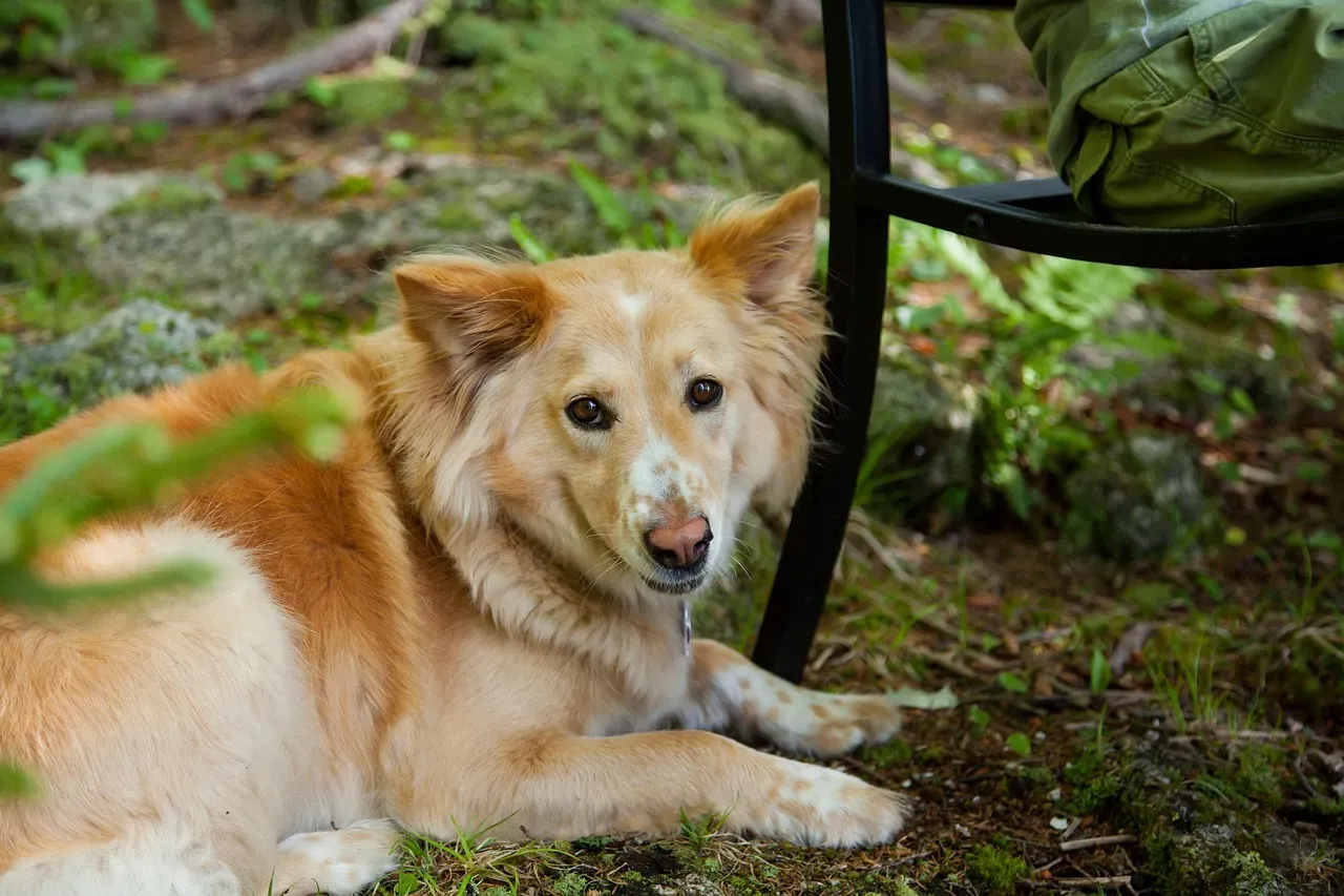 What Your Dog Is Actually Communicating Through Its Eyes (Image Credits: Pixabay)