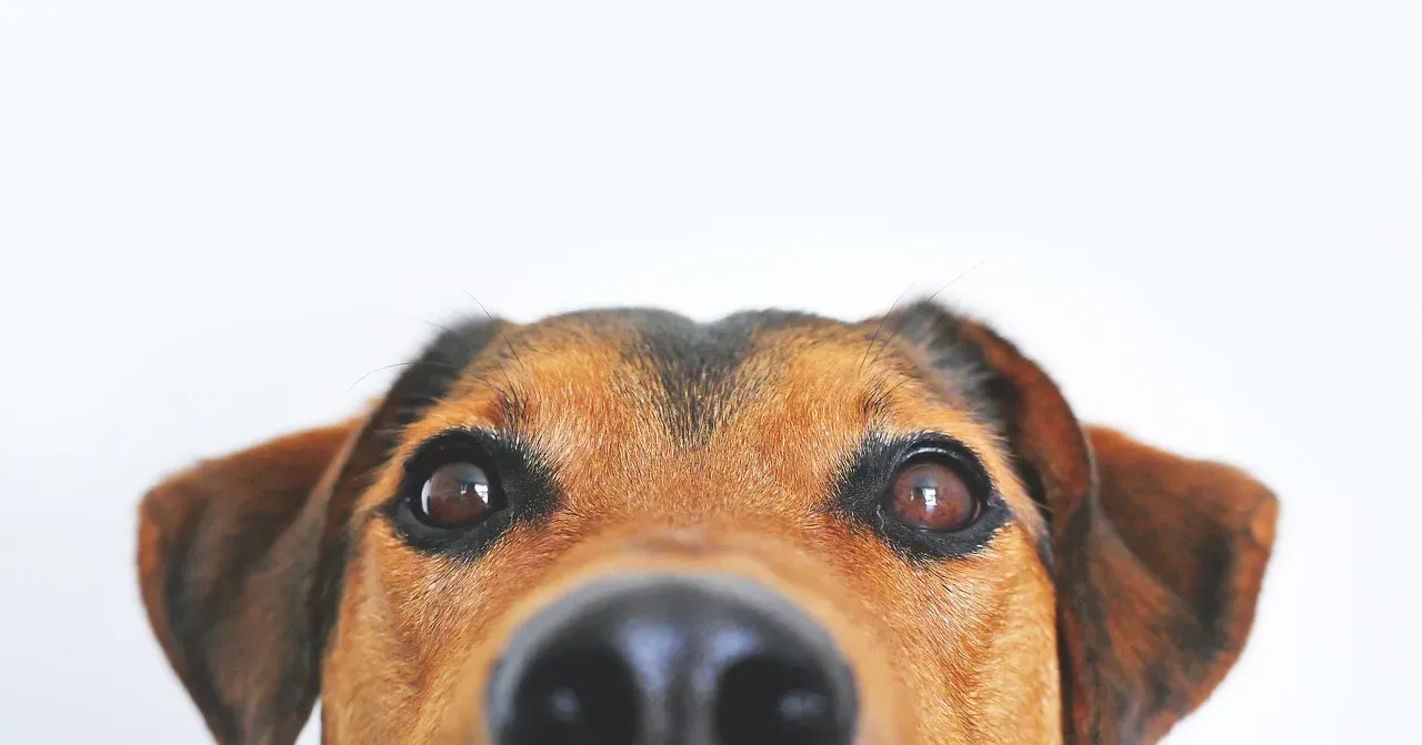 Your Dog Has a Secret Second Nose (Image Credits: Pixabay)