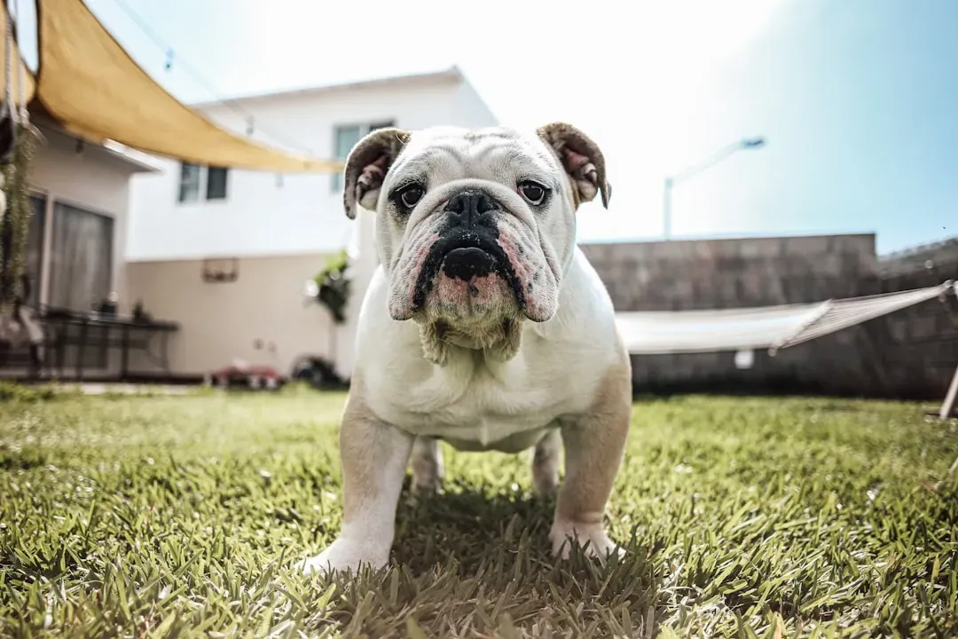 2. English Bulldog (Image Credits: Unsplash)