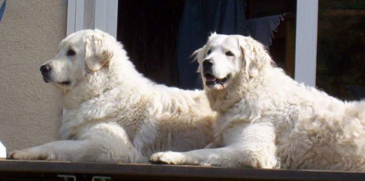 Kuvasz (Image Credits: Wikimedia)