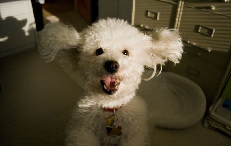 Bolognese: The Calm Italian Companion (Image Credits: Flickr)