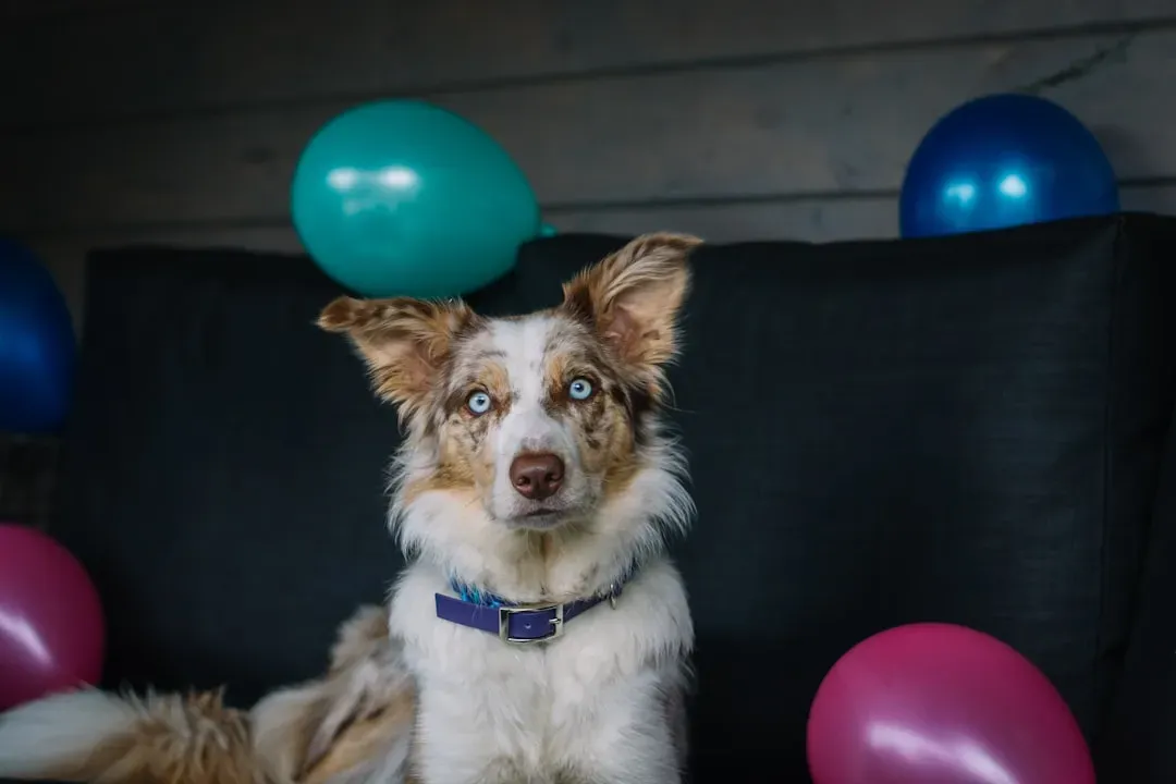 The Unfathomable Fear of Balloons (Image Credits: Unsplash)