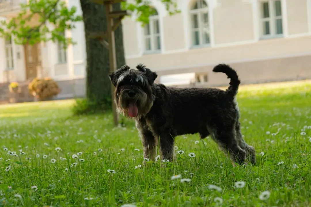 1. Miniature Schnauzer: The Sharp-Eyed Sentinel (Image Credits: Unsplash)