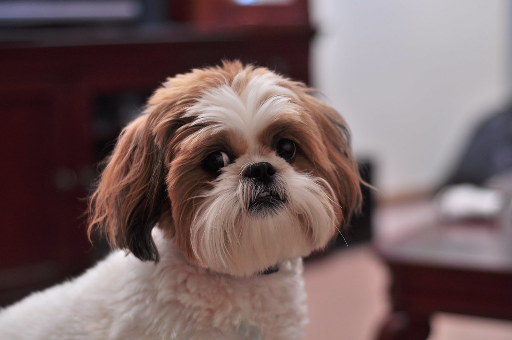 Shih Tzus: Royal Routine Lovers (Image Credits: Flickr)