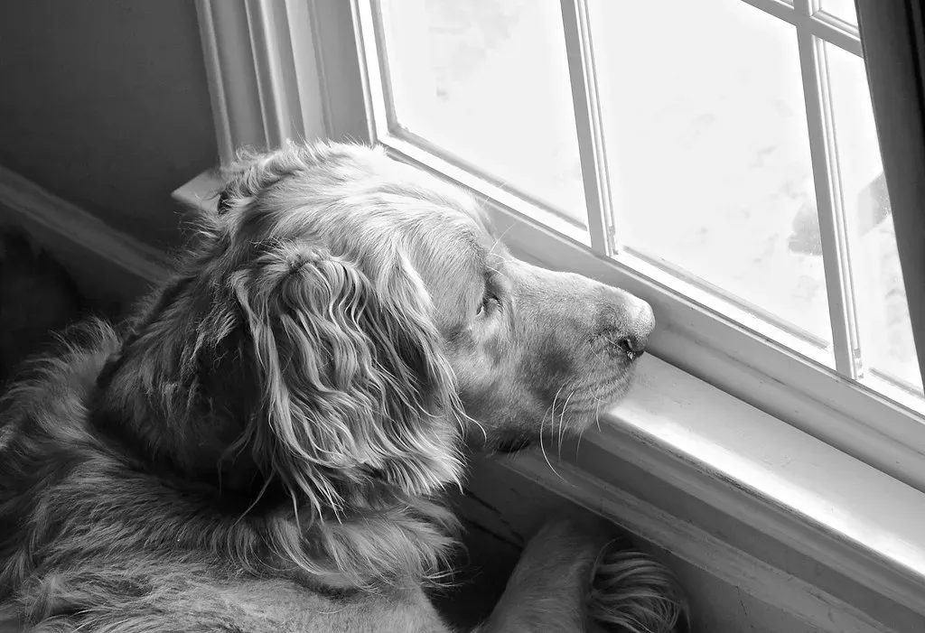#5: They Begin Sitting Vigil (tvdflickr, Flickr, CC BY 2.0)