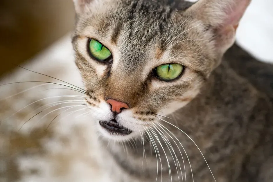 Oriental Shorthair: The Talkative Charmer With Potential Respiratory and Dental Costs (Image Credits: Pexels)