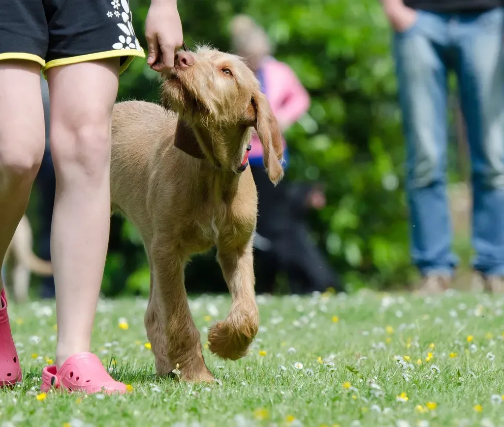 1. Vizsla (Image Credits: Rawpixel)