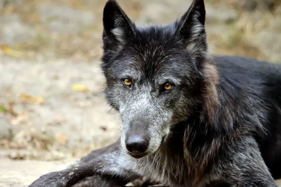 1 – Chow Chow Mixed Breeds and Wolfdog Hybrids (Image Credits: Pexels)